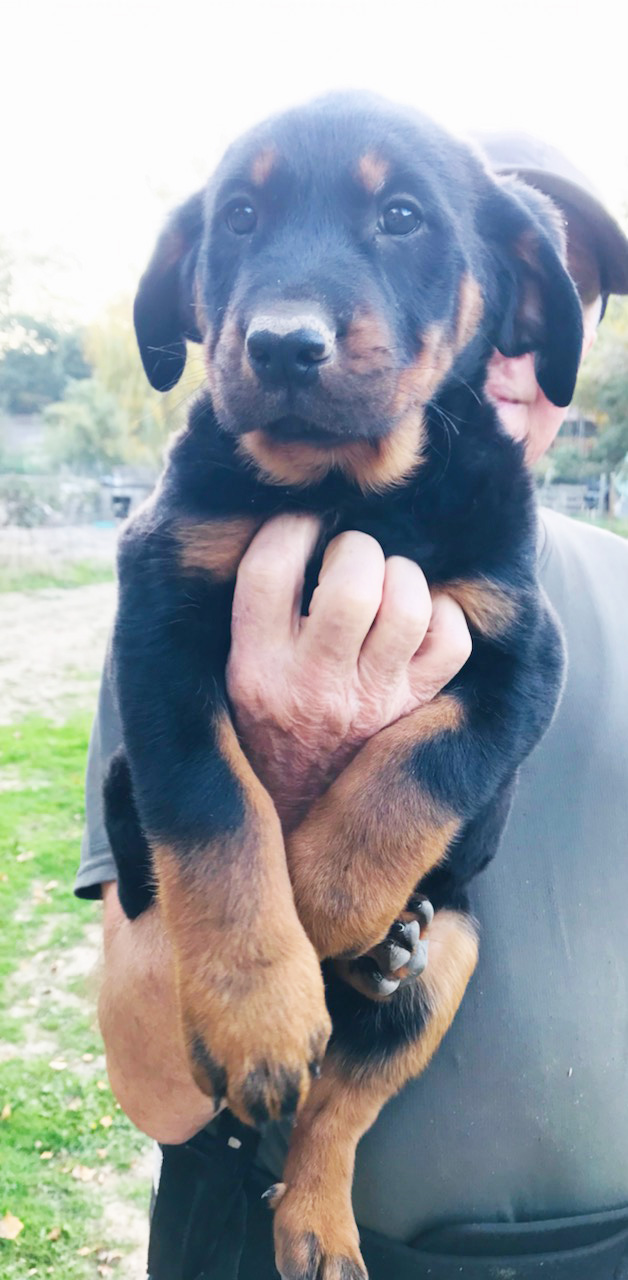 chiot beauceron pure race gros gabarit